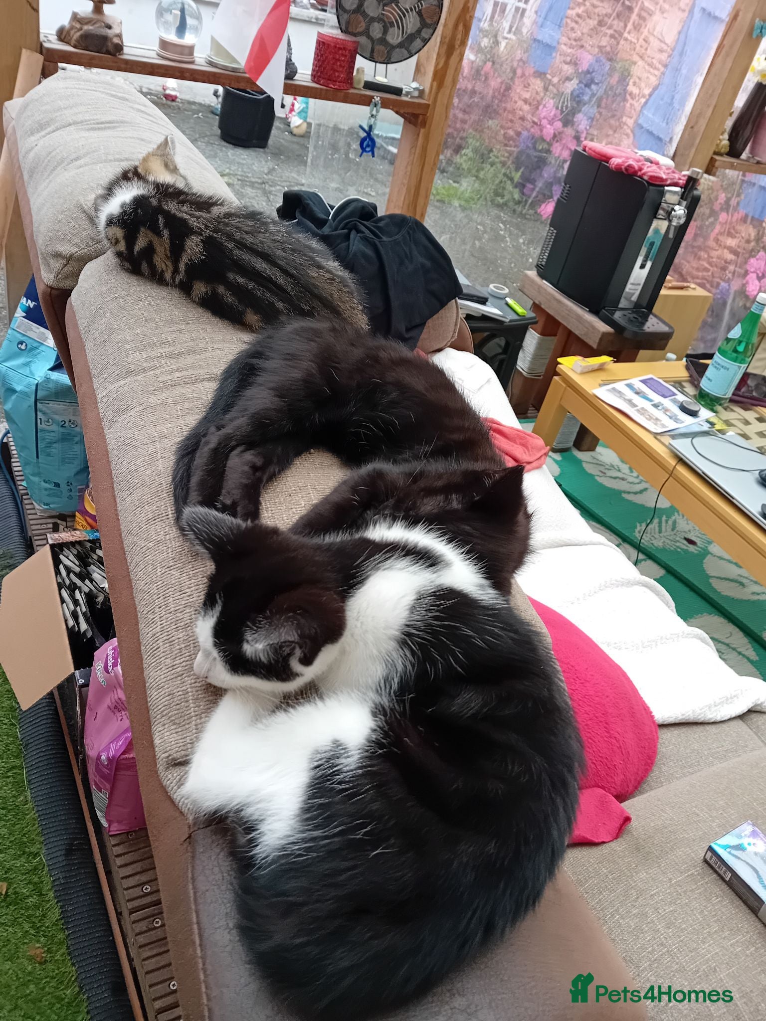 Mixed Breed cats Kittens looking for a loving family  - Advert 7