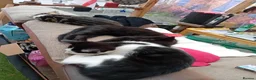 Mixed Breed cats for sale: Kittens looking for a loving family  in Blackburn - Advert 1