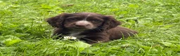 Cocker Spaniel dogs for sale: Cocker spaniel puppies - Advert 6