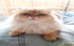 British Longhair cats for sale: Sweet Black Golden British Longhair Boy - Image 3