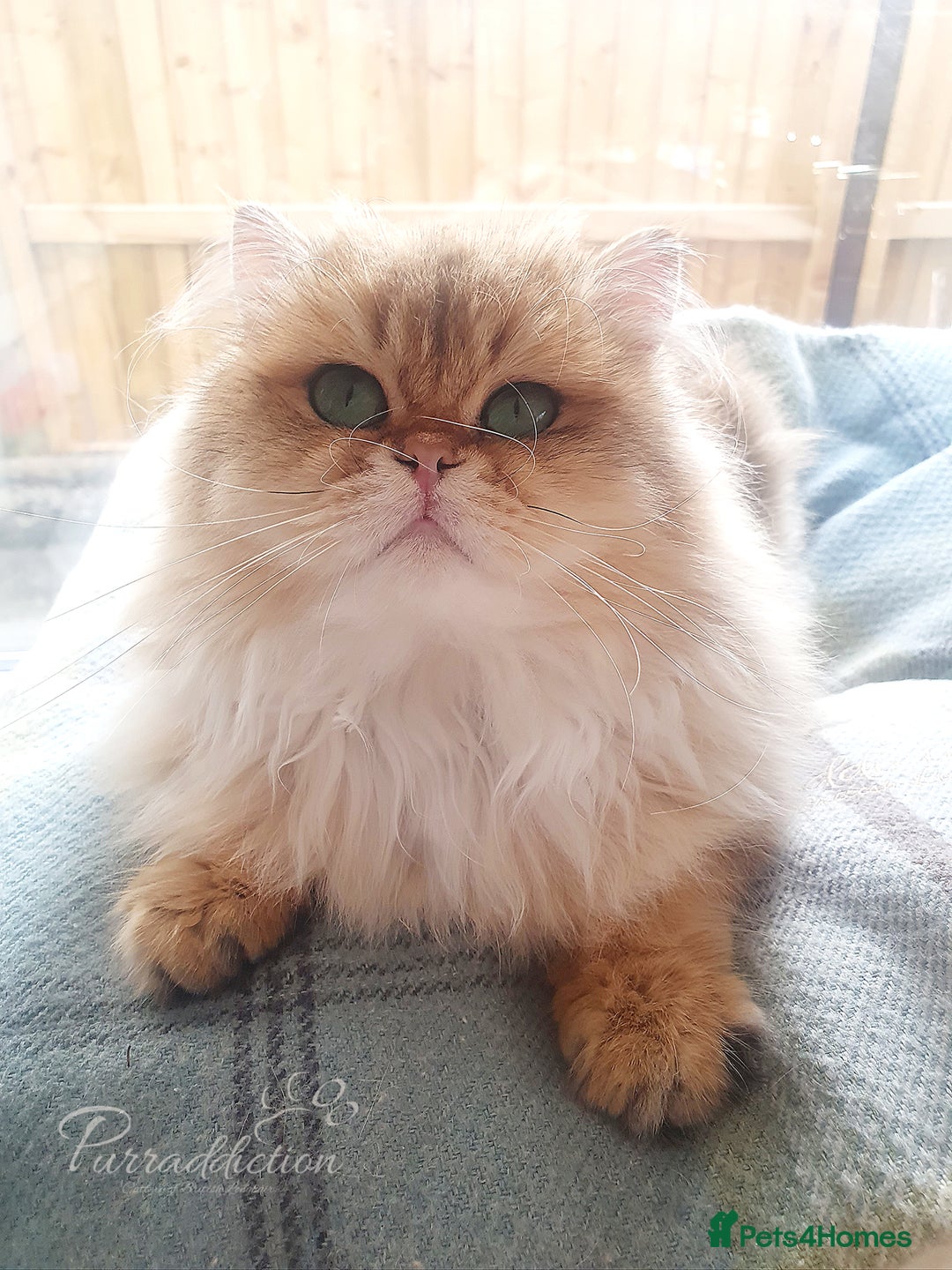 British Longhair cats for sale: Sweet Black Golden British Longhair Boy - Image 3