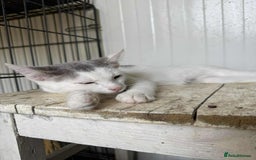 Mixed Breed cats for adoption: Korey - Norwich Norfolk  - Image 6