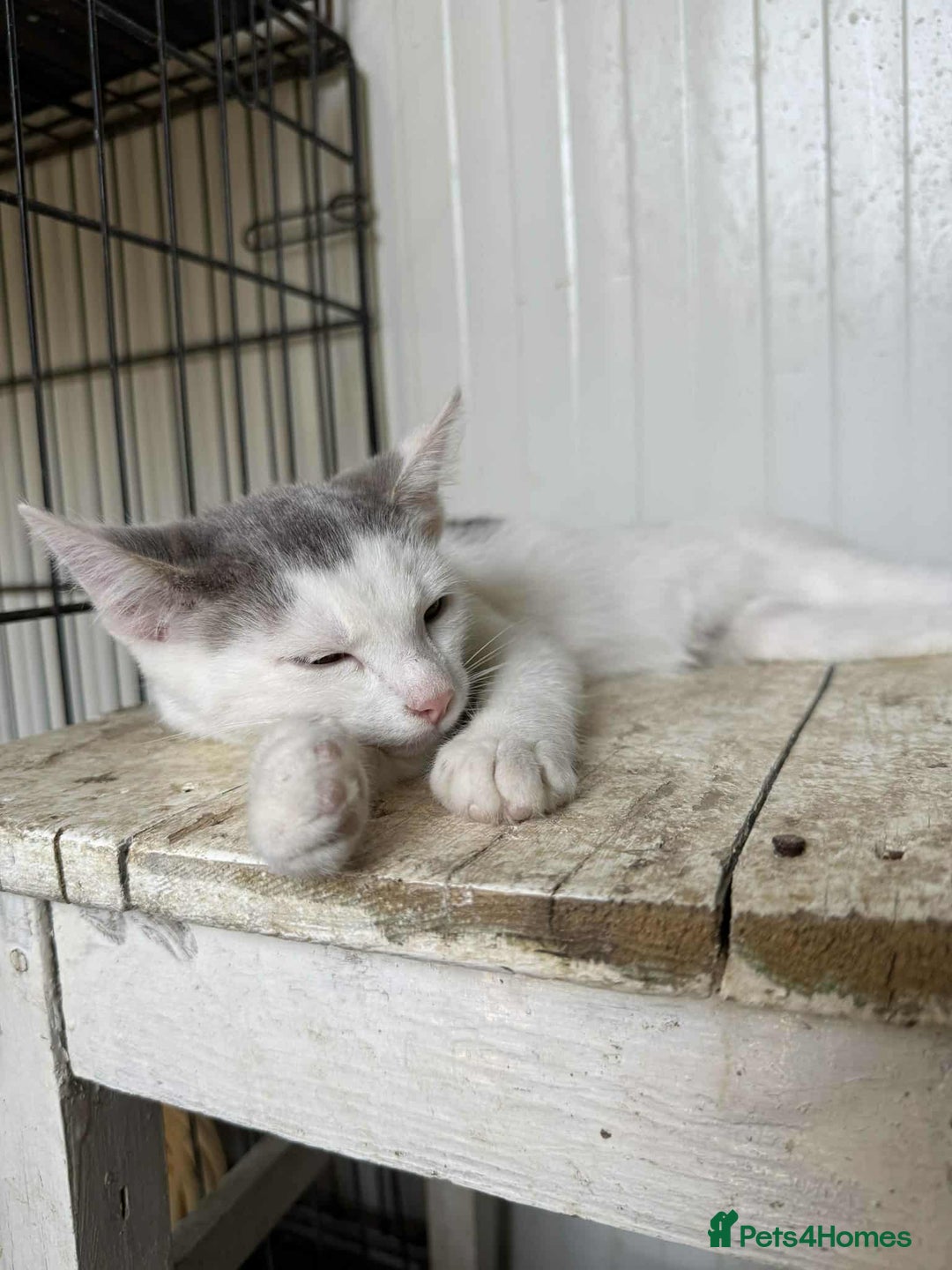 Mixed Breed cats for adoption: Korey - Norwich Norfolk  - Image 6