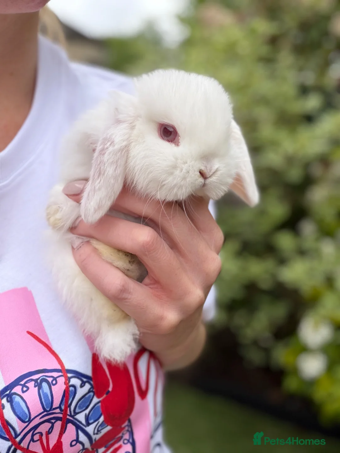 Mini Lop rabbits for sale: Beautiful mini lop babies  - Advert 4