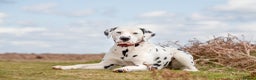 Dalmatian dogs for stud: CRUFTS QUALIFIED FOR LIFE HEALTH TESTED in Aberdare - Advert 6