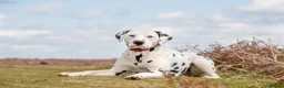 Dalmatian dogs for stud: CRUFTS QUALIFIED FOR LIFE HEALTH TESTED in Aberdare - Advert 6