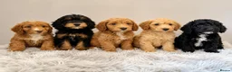 Cockapoo dogs for sale: Beautiful F1 Cockapoo Puppies - Ready Now - Advert 3