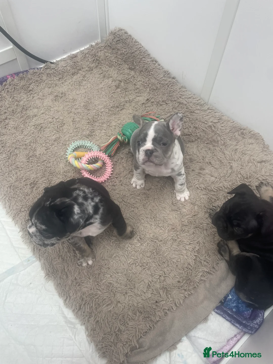 French Bulldog dogs for sale: 3 stunningly unique coloured stocky frenchies - Advert 5