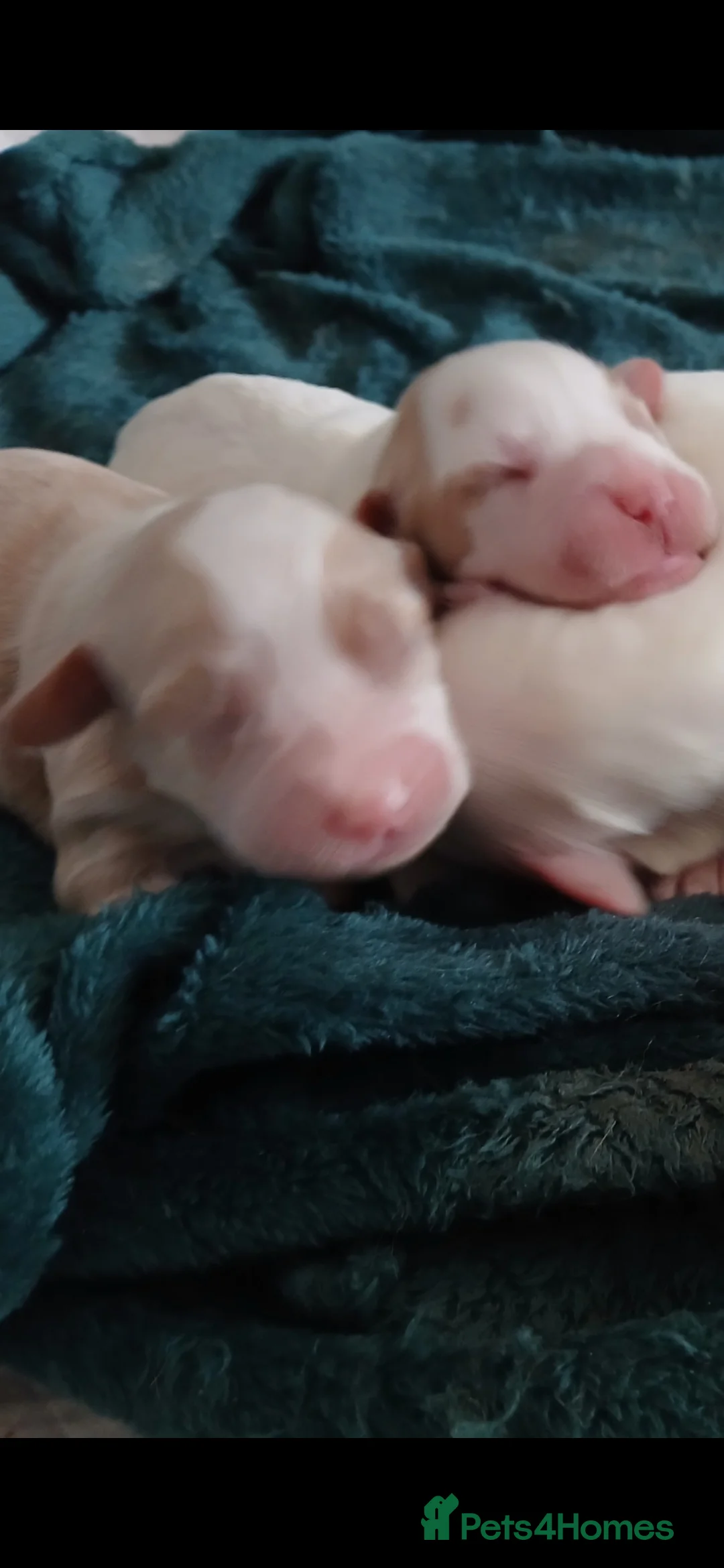 Cocker Spaniel dogs for sale: 6 beautiful  girl cocker spaniel  - Advert 16