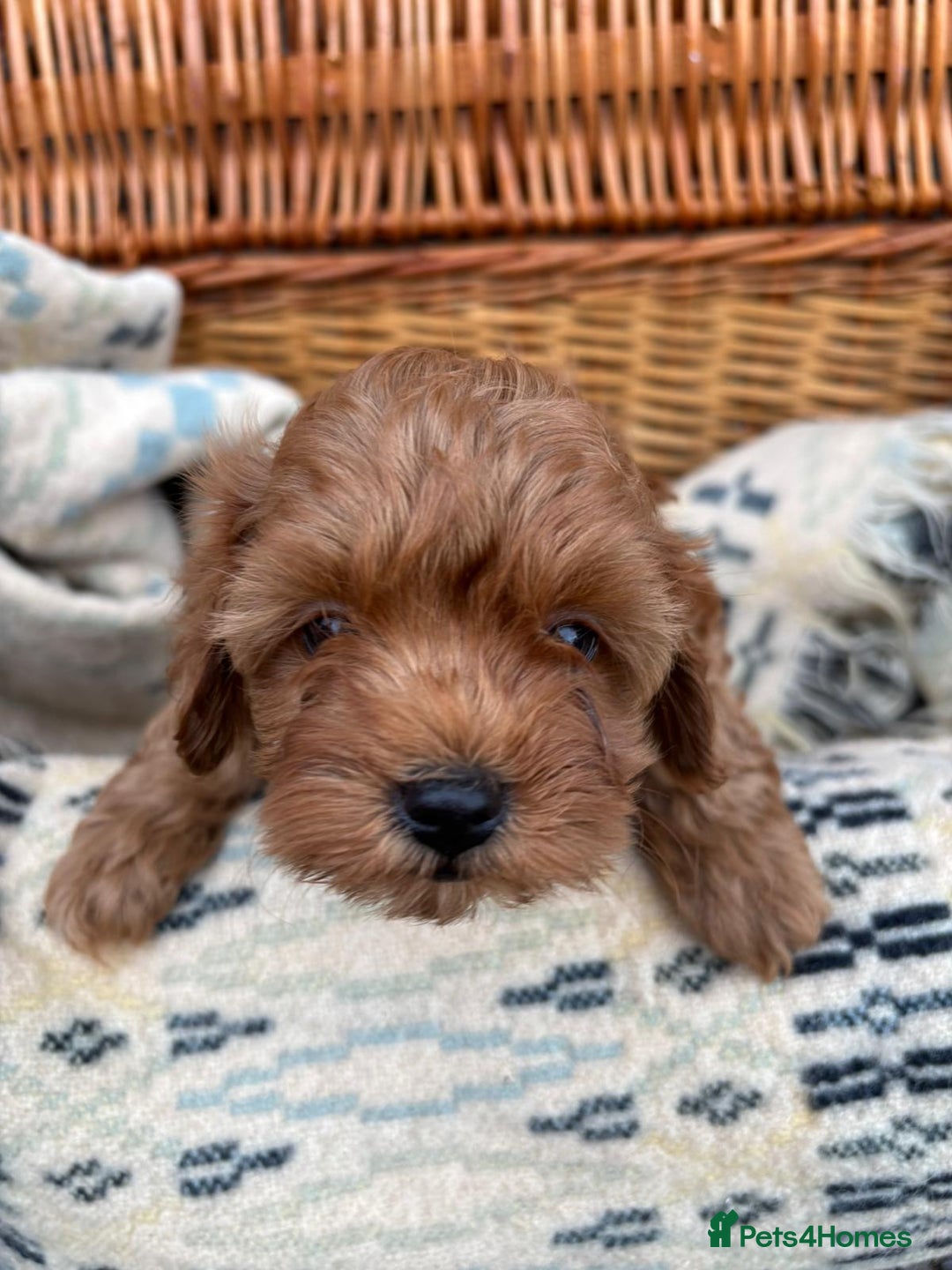 Cockapoo dogs for sale: ❤️ Tiny Deep Red Miniature F1b Cockapoo Pup's  - Image 29