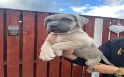 Cane Corso dogs for sale: cane corso pups - Image 2