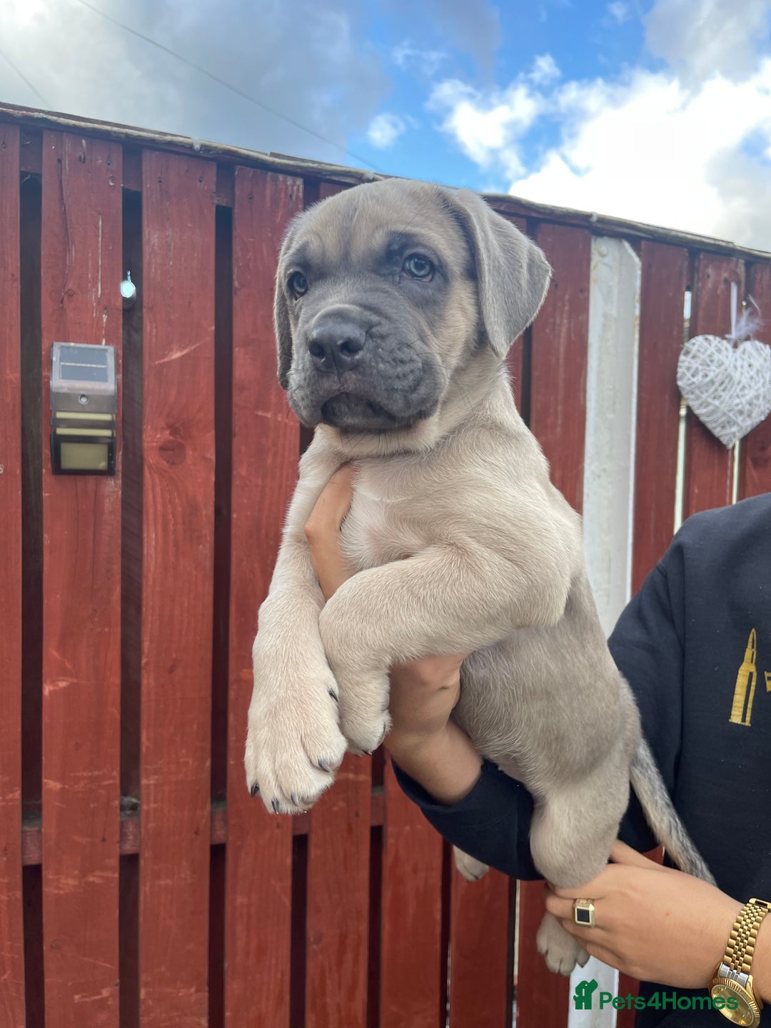 Cane Corso dogs for sale: cane corso pups - Image 2