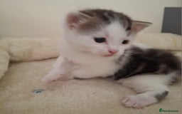 Mixed Breed cats for sale: 3 Adorable Fluffy Kittens - Image 5