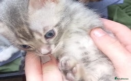 Bengal cats for sale: Bengal kittens  - Image 5