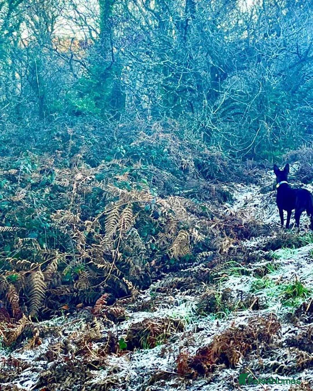 Mixed Breed dogs for adoption: Pango needs a forever home - Advert 7