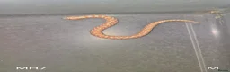 Snake reptiles for sale: Baby Hognoses in Wokingham - Advert 3