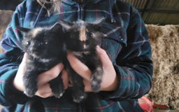 Mixed Breed cats for sale: Beautiful kittens for sale  - Image 2