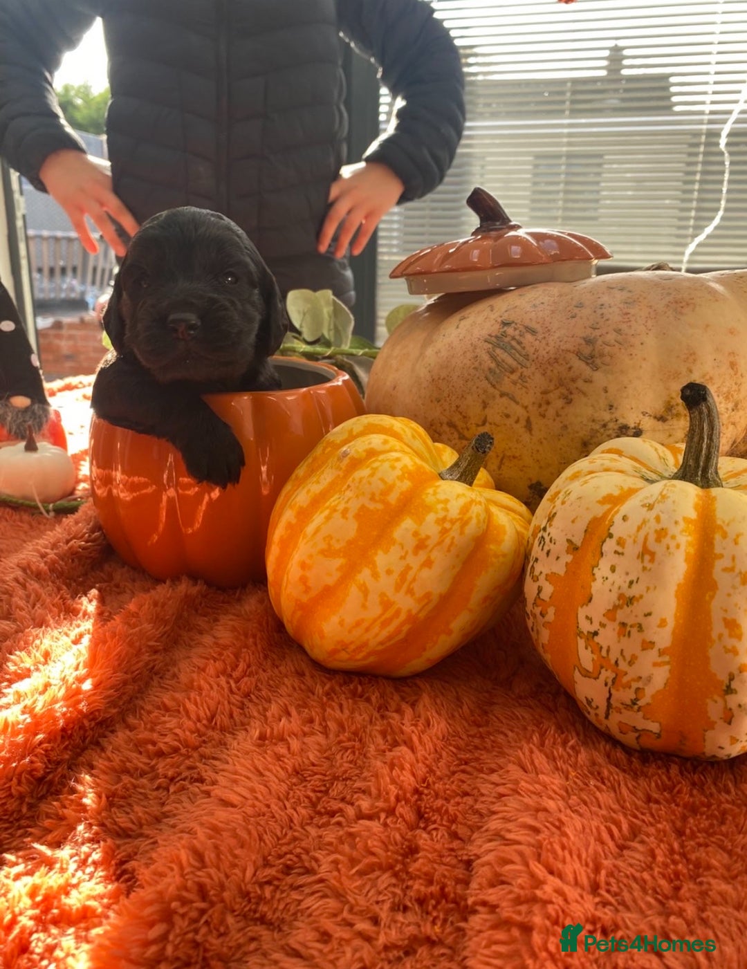 Cockapoo dogs for sale: Beautiful black F1B cockapoo boy ready next week  - Advert 26