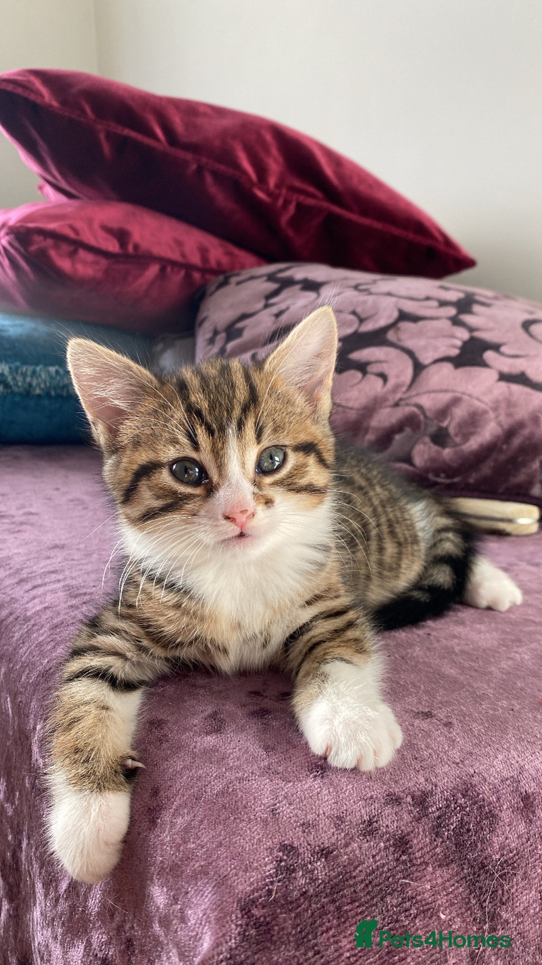 Mixed Breed cats for sale: Adorable mixed breed siblings!🥺 - Advert 2