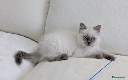 British Shorthair cats for sale: 🐾 Gorgeous British Shorthair Kittens 🐾 Pointed! - Image 6