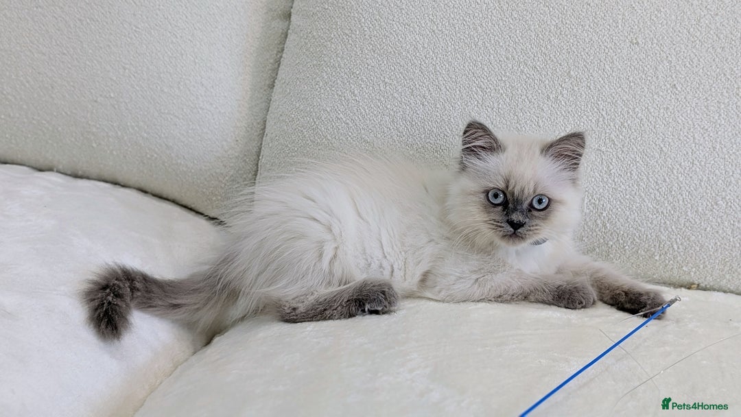 British Shorthair cats for sale: 🐾 Gorgeous British Shorthair Kittens 🐾 Pointed! - Image 6