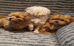 Maltipoo dogs for sale: Toy Maltipoo Ready to go - Image 11