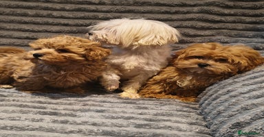 Maltipoo dogs - Advert 4