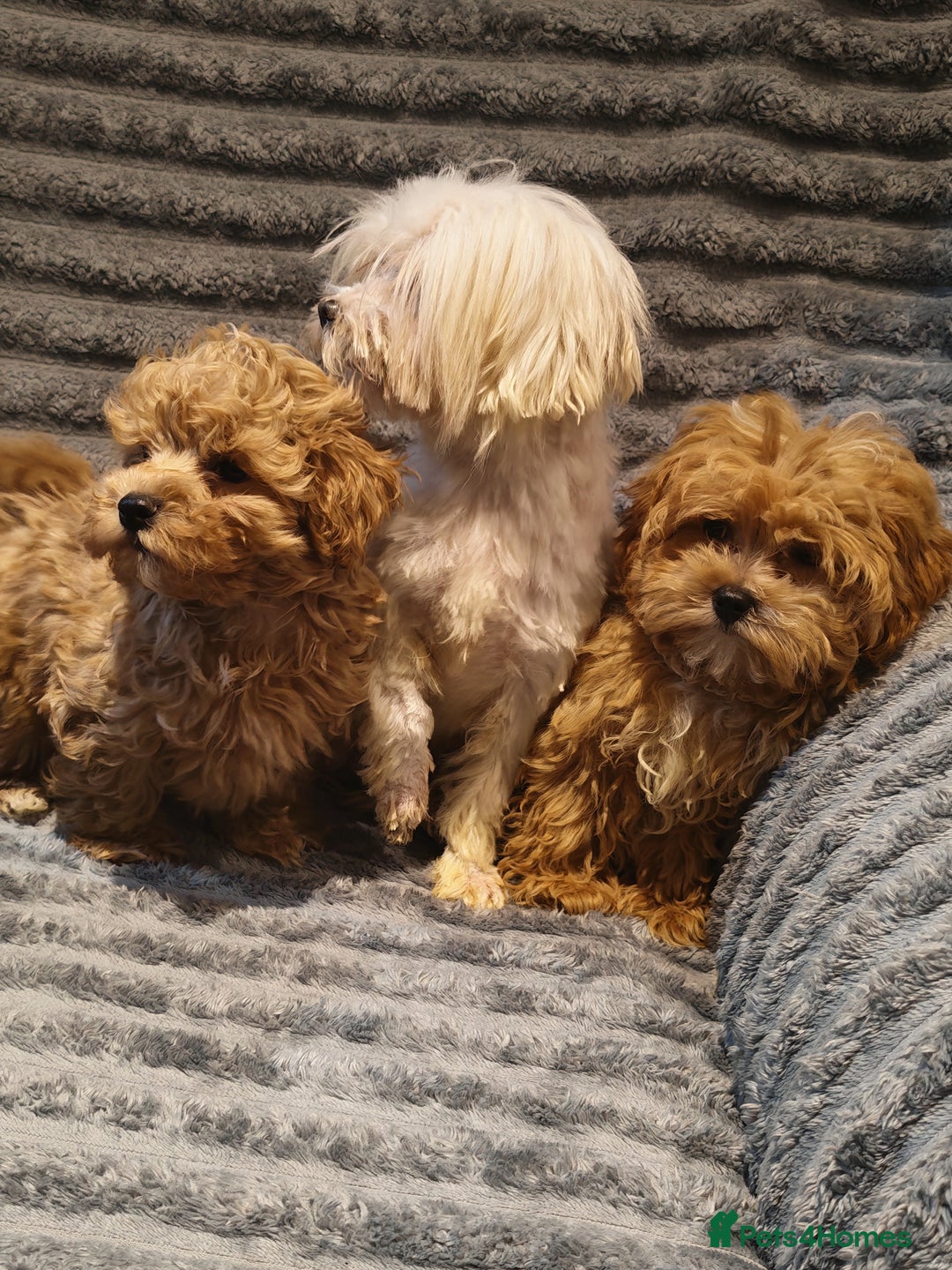 Maltipoo dogs for sale: Toy Maltipoo Ready to go - Image 11