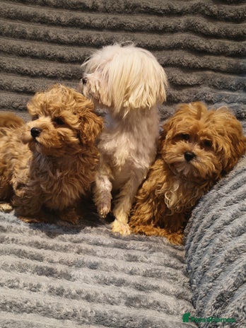 Maltipoo dogs Toy Maltipoo Ready to go - Advert 11