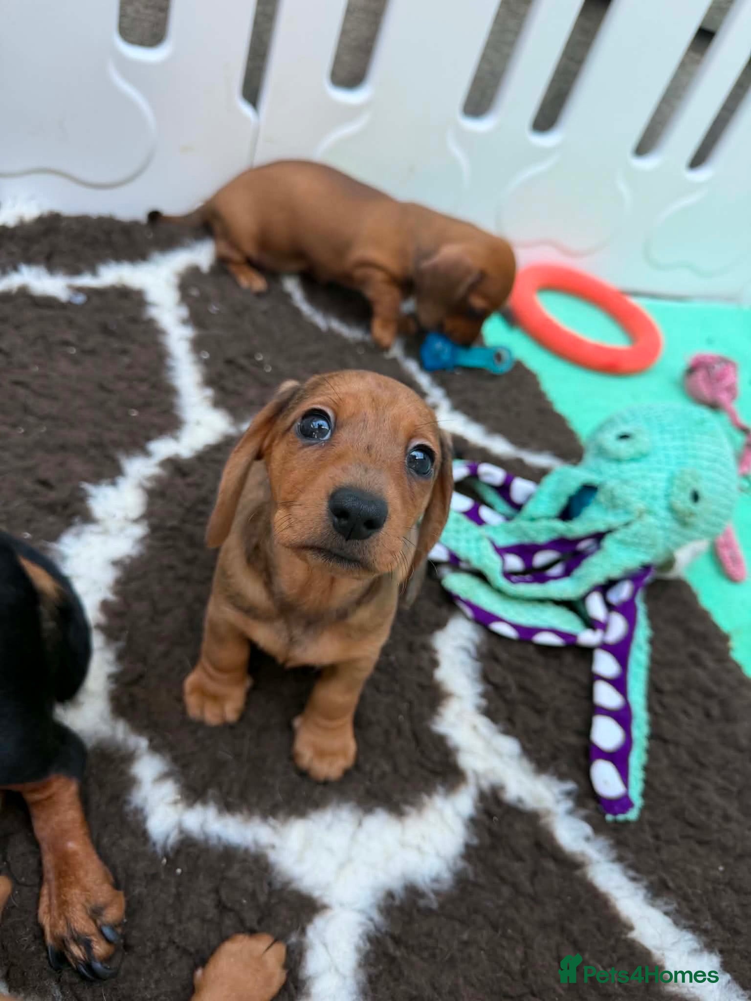 Miniature Dachshund dogs Beautiful Miniature Dapple Dachshund 🐶  - Advert 1