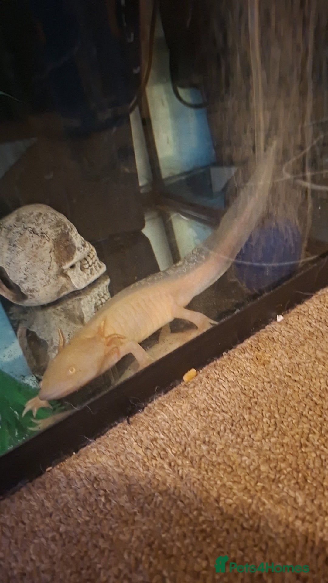 Axolotl reptiles for sale: Adult axolotl  - Image 1