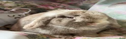 Mini Lop rabbits for sale: Adult does and buck pure bred mini lops    - Advert 18