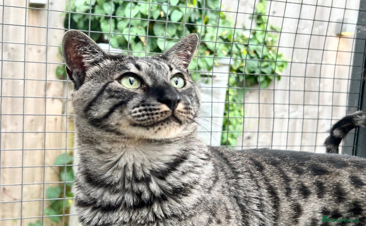 Savannah cats - Advert 2