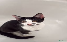 Domestic Shorthair cats for sale: Beautiful Black & White boy kitten total lap cat!! - Image 7