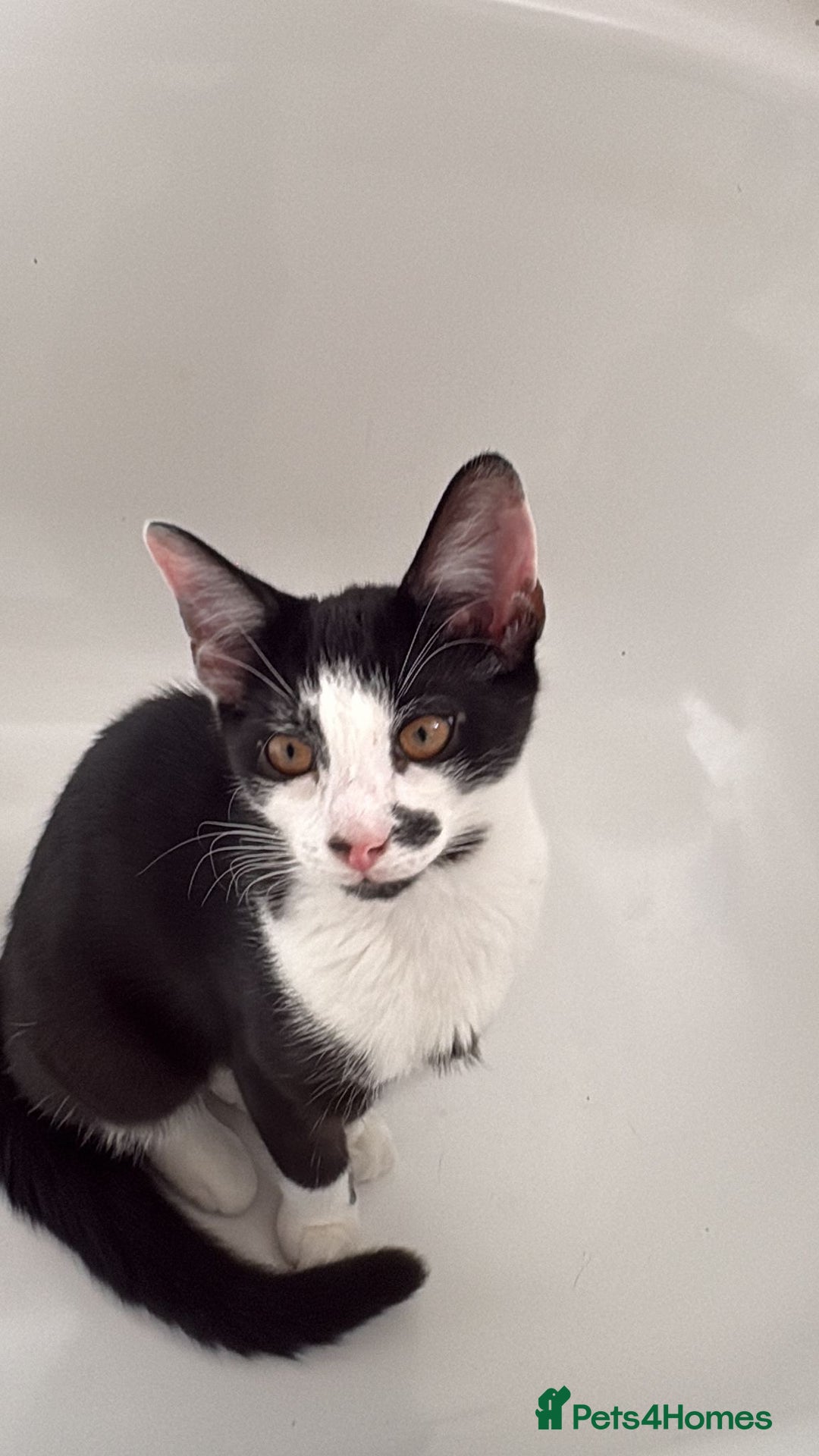 Domestic Shorthair cats for sale: Beautiful Black & White boy kitten total lap cat!! - Image 7