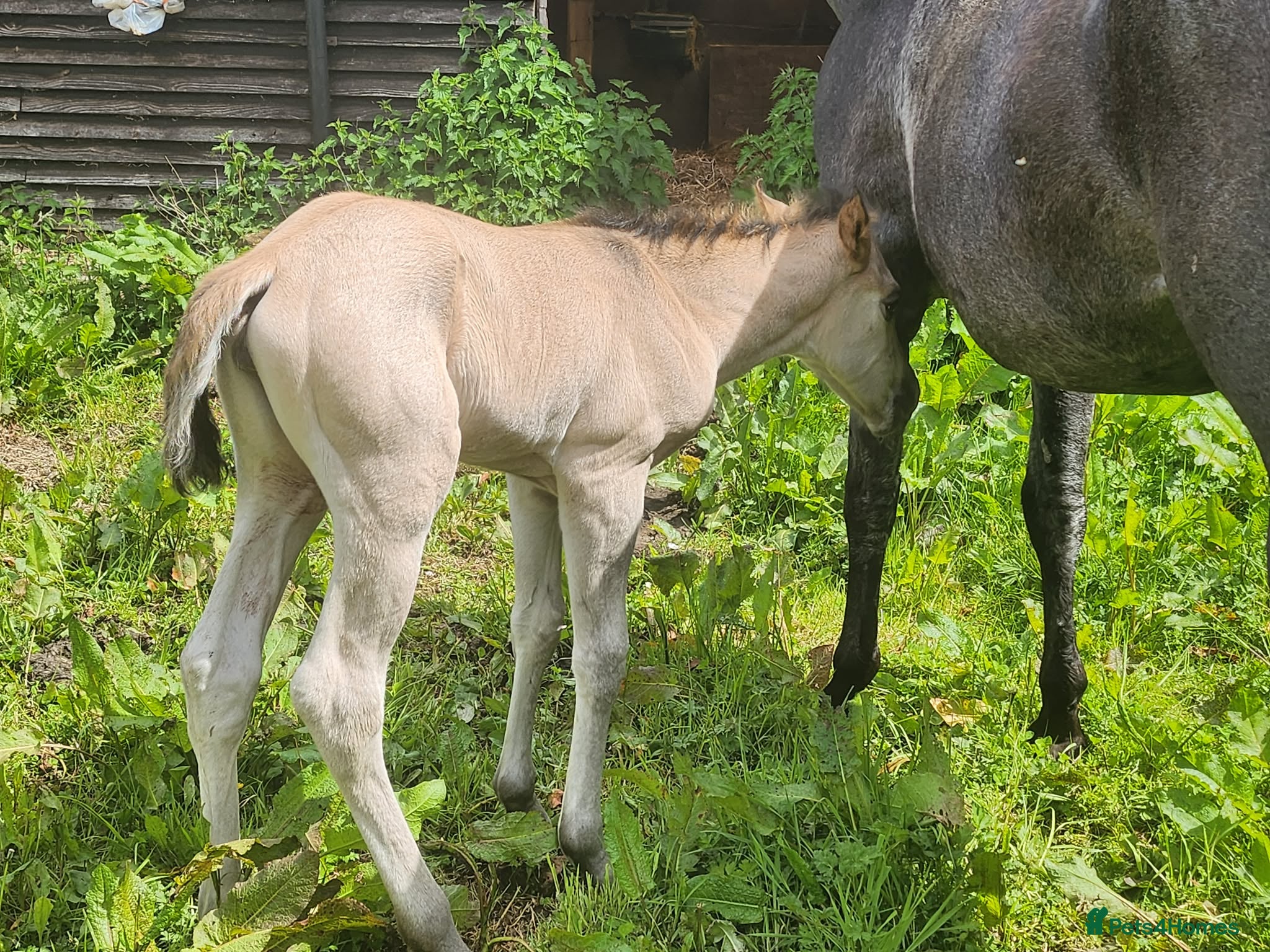American Quarter horses for sale: QH Filly searching for superior dwelling & staff - Advert 12