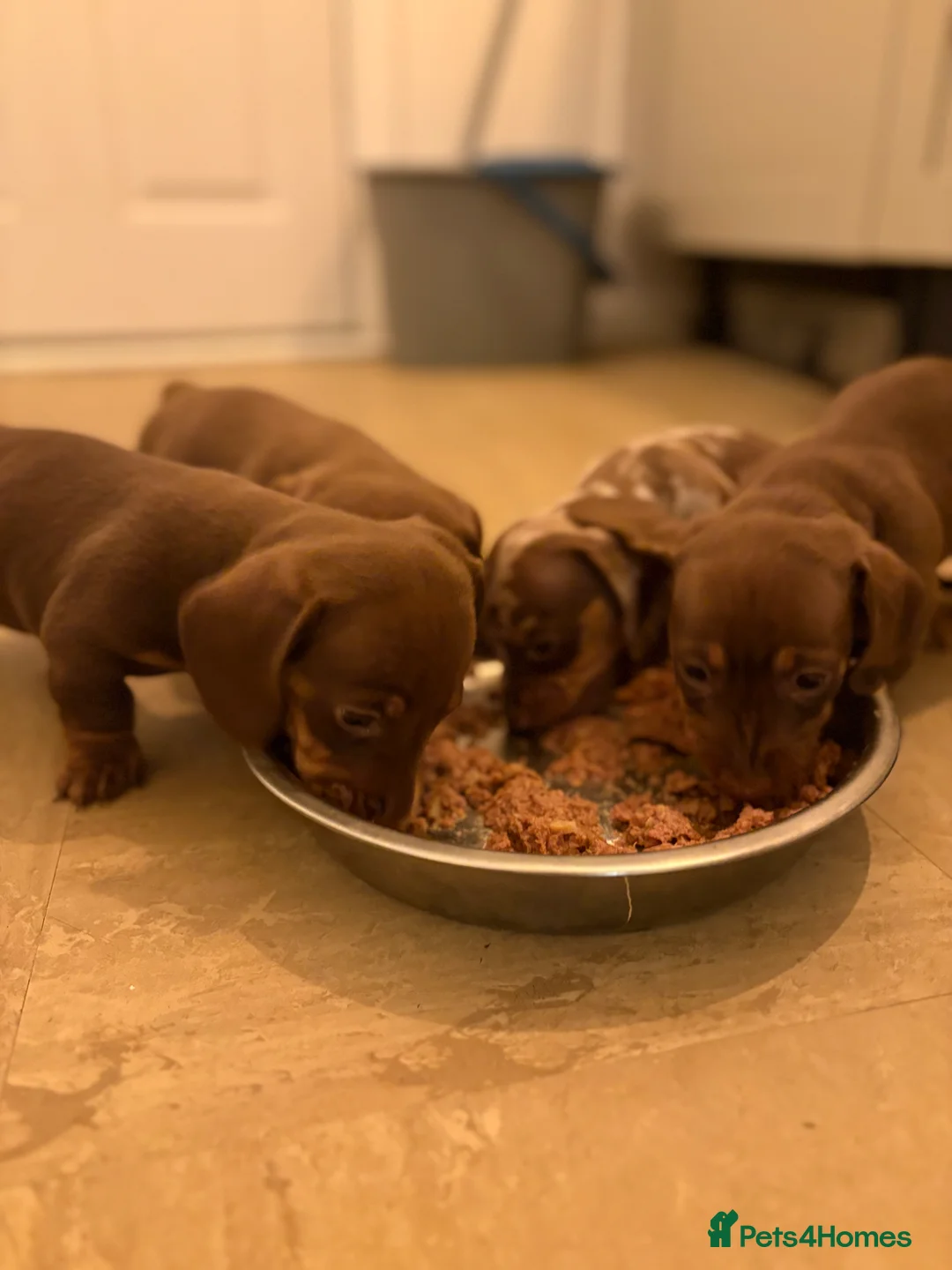 Miniature Dachshund dogs for sale: Perfect Miniature Dacshunds London/Kent - Advert 16