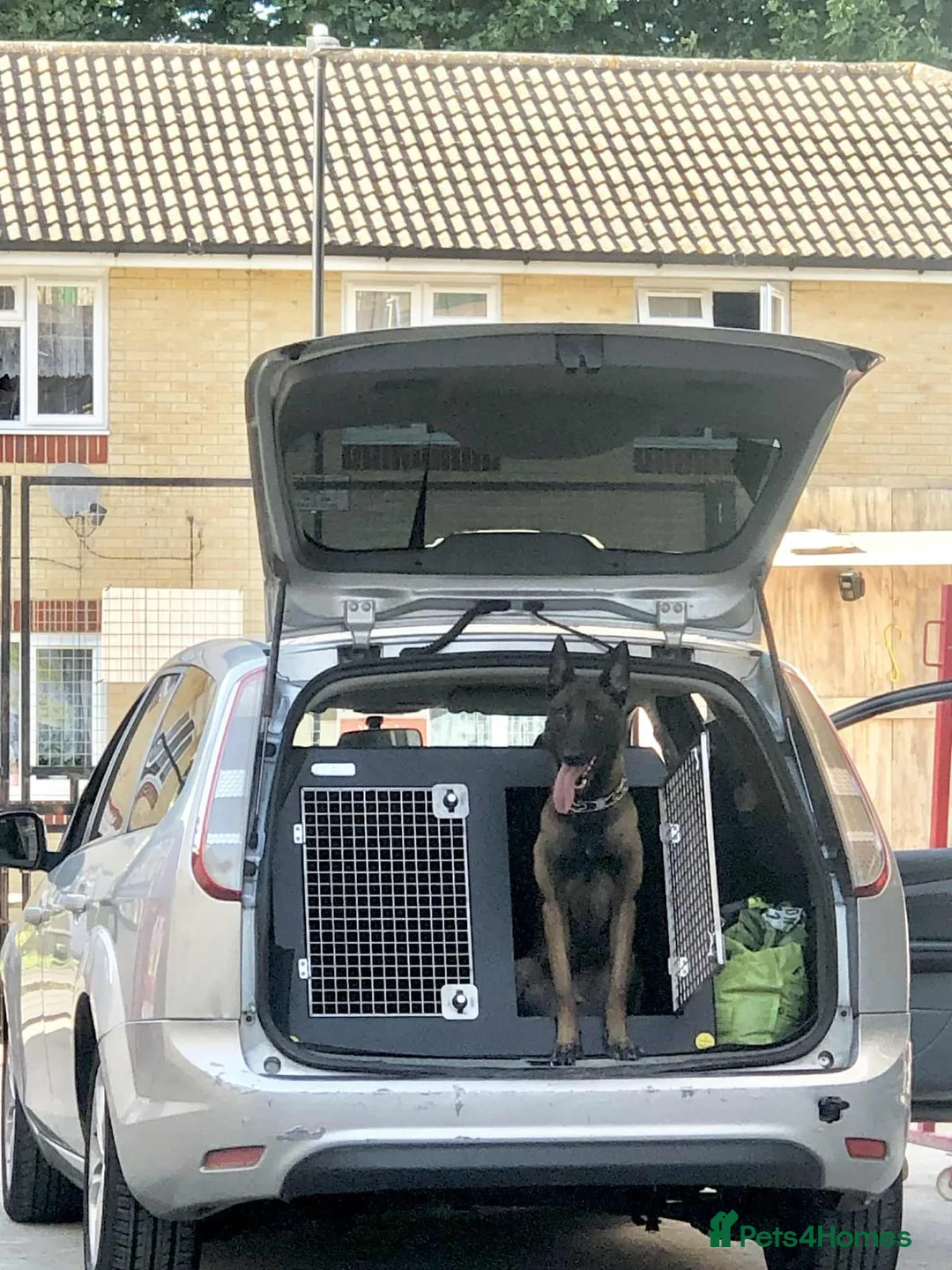 Belgian Shepherd Dog dogs for sale: Belgion Malinois Male - Advert 1