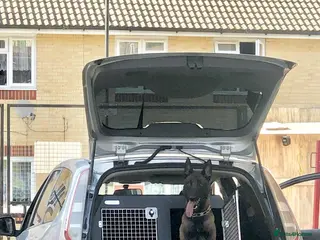 Belgian Shepherd Dog dogs Belgion Malinois Male - Advert 1