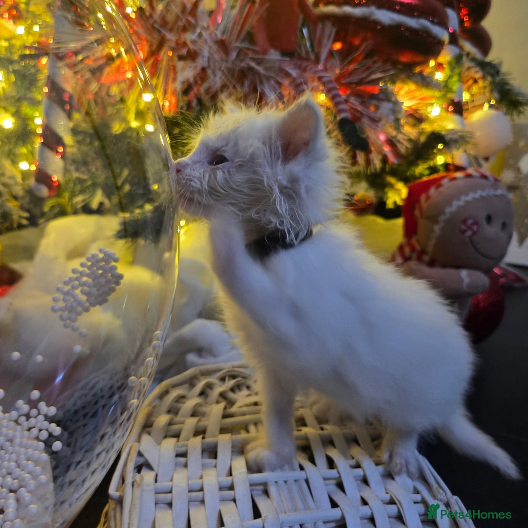 Maine Coon cats for sale: Champion russian Maine coon kittens - Advert 26