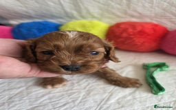 Cavapoo dogs for sale: 🥇Finest Quality Beautiful Toy Cavapoos🥇 - Image 3