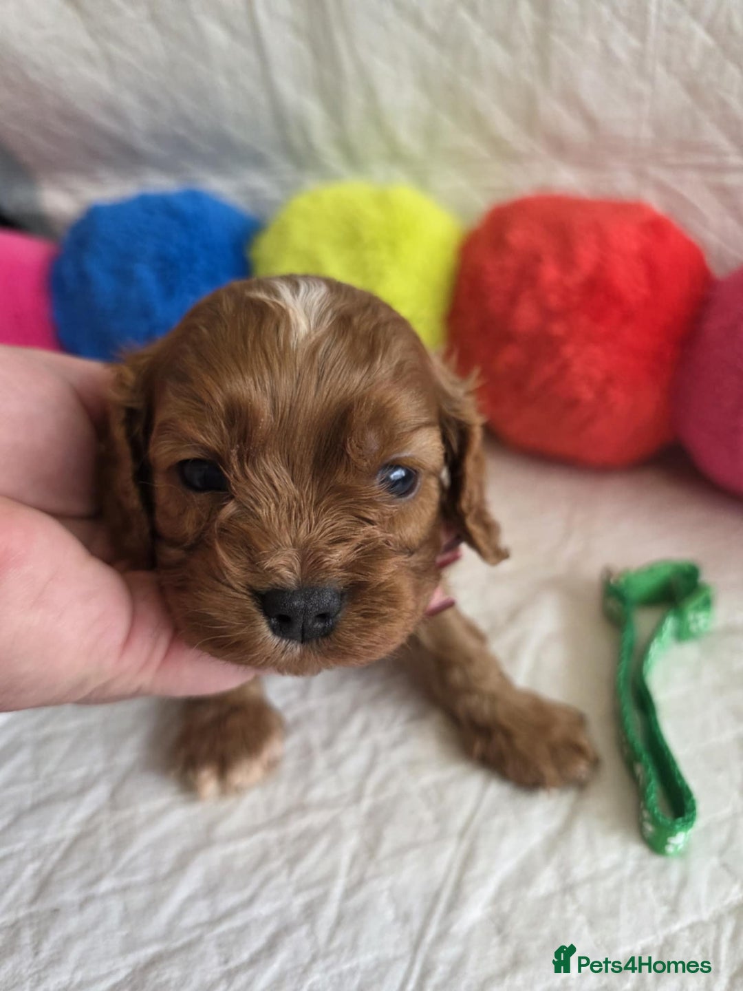 Cavapoo dogs for sale: 🥇Finest Quality Beautiful Toy Cavapoos🥇 - Image 3