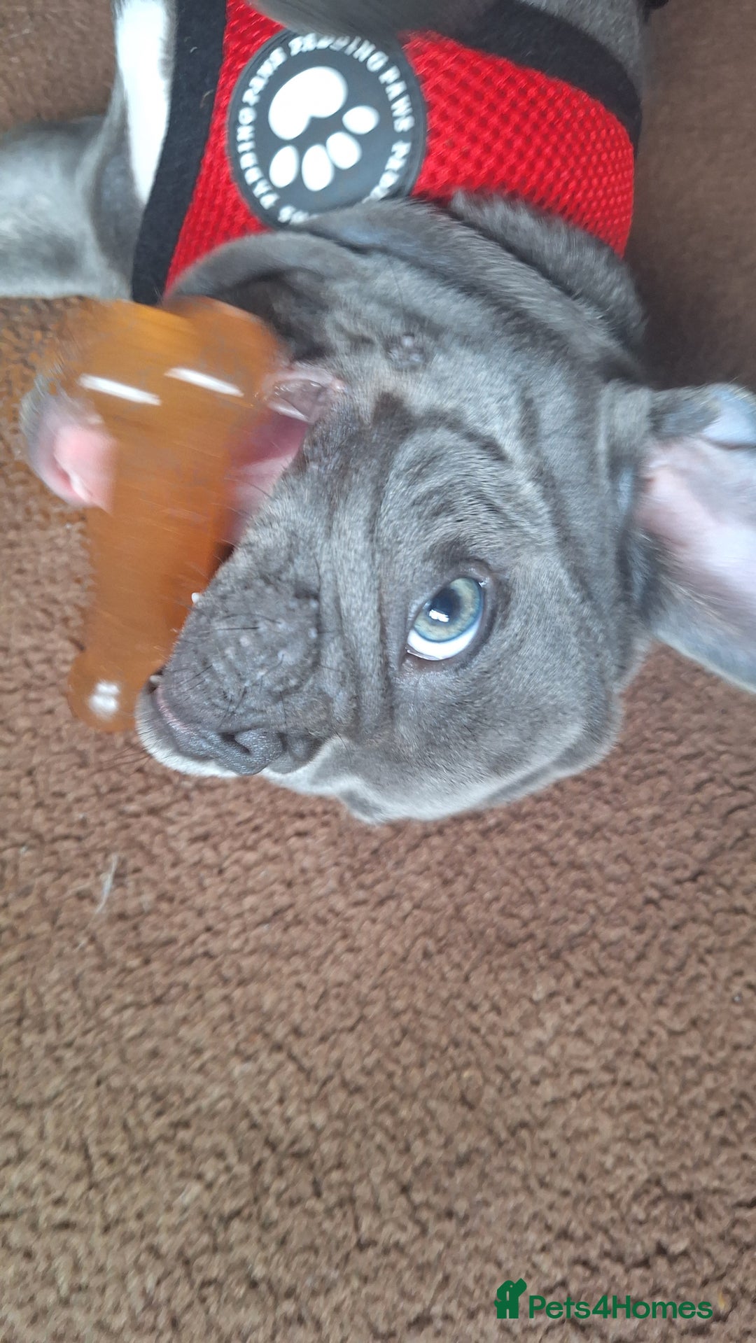 French Bulldog dogs for sale: Male french bulldog - Image 6