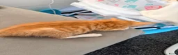 Mixed Breed cats for sale: Beautiful male kitten  - Advert 5