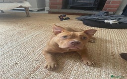 Mixed Breed dogs for sale: Pocket bully - Image 2