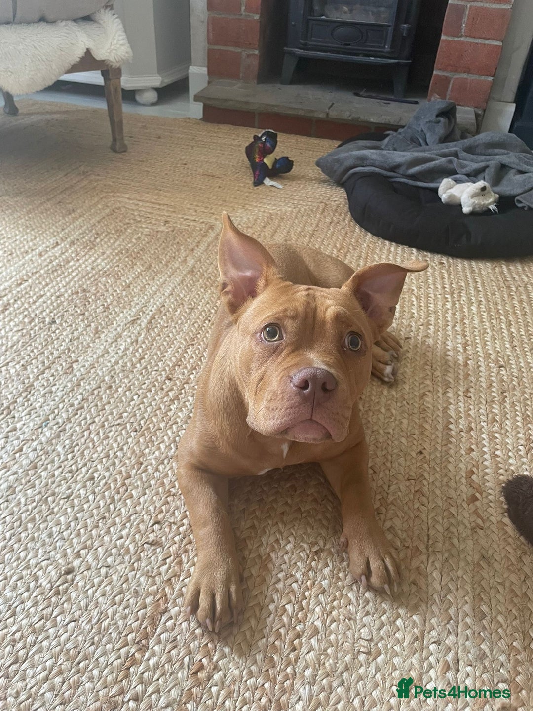Mixed Breed dogs for sale: Pocket bully - Image 2