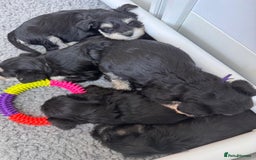 Miniature Schnauzer dogs for sale: Adorable KC registered Miniature Schnauzers - Image 29