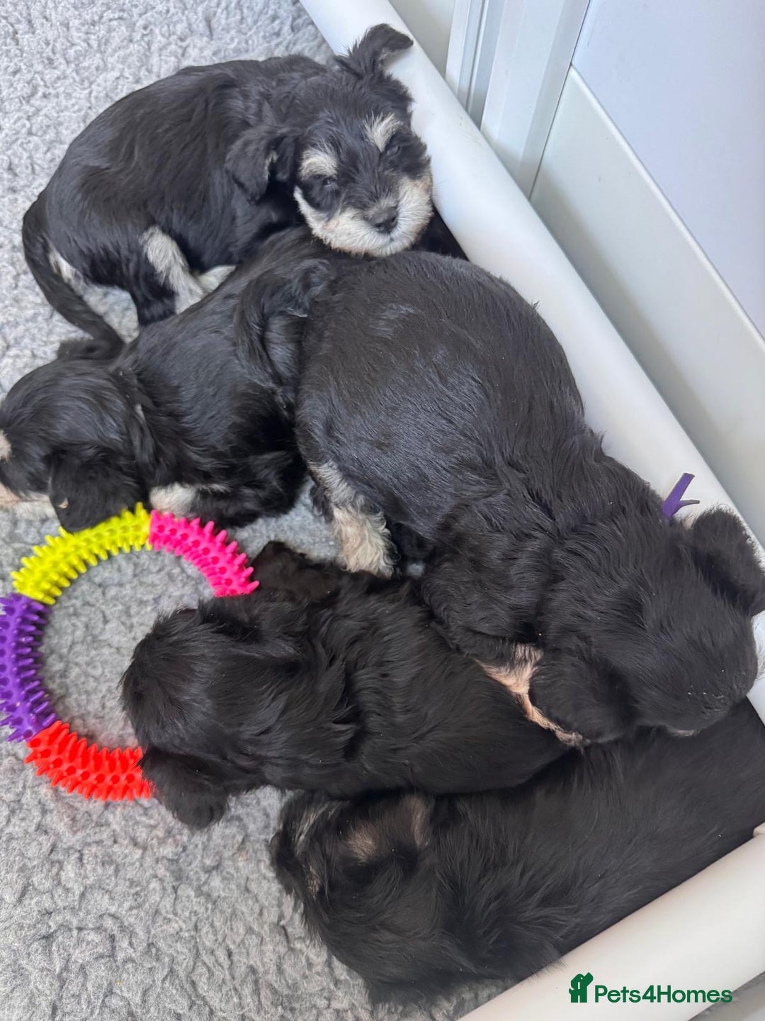 Miniature Schnauzer dogs for sale: Adorable KC registered Miniature Schnauzers - Image 29