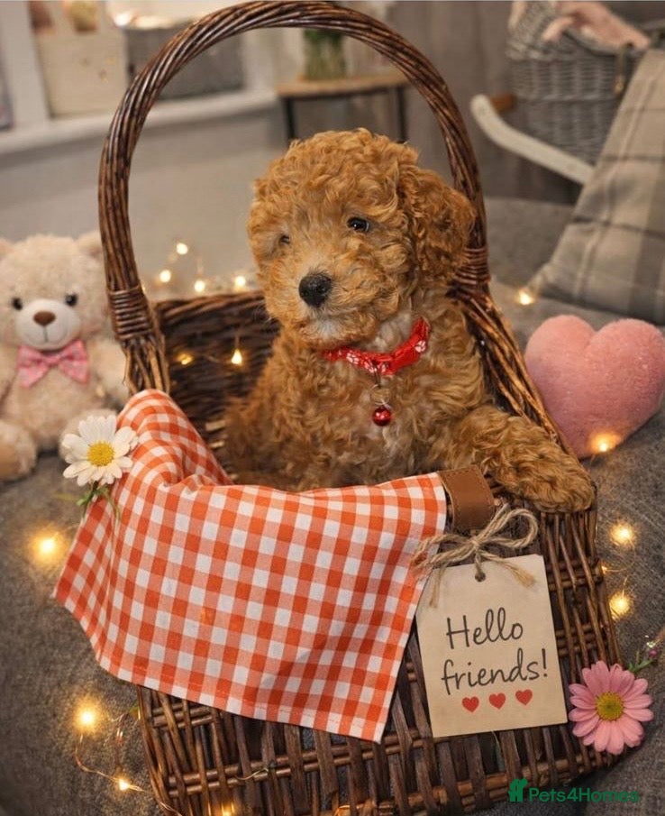 Toy Poodle dogs Toy poodles - Advert 7