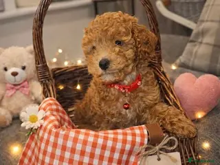 Toy Poodle dogs Toy poodles - Advert 7